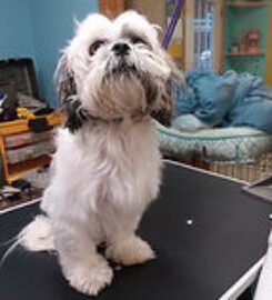 Fluff & Stuff Kennel ★4.7