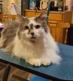 Gray Paws Compassionate Grooming LLC ★5