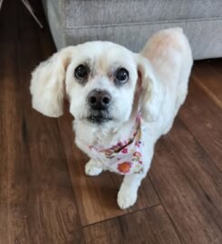 Gray Paws Compassionate Grooming LLC ★5