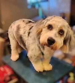 Gray Paws Compassionate Grooming LLC ★5