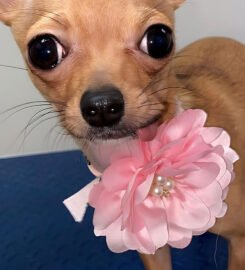 Keeta’s Pet Salon ★4.8
