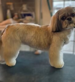 Gray Paws Compassionate Grooming LLC ★5