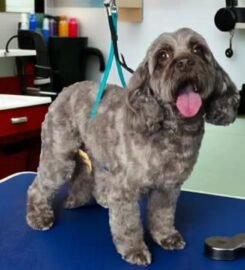Gray Paws Compassionate Grooming LLC ★5
