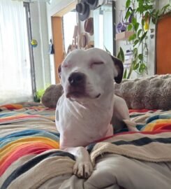 Gray Paws Compassionate Grooming LLC ★5