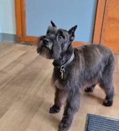 Gray Paws Compassionate Grooming LLC ★5