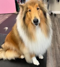 Woof Gang Bakery & Grooming East Liberty ★4.4