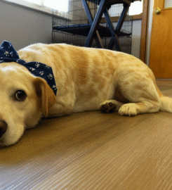 Gray Paws Compassionate Grooming LLC ★5