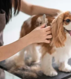 Greenfield Grooming Salon ★4.4