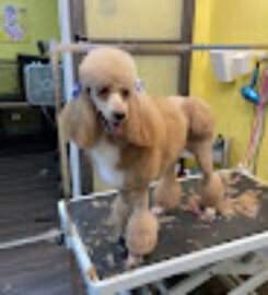 Puppy Love Grooming 🟊4.9