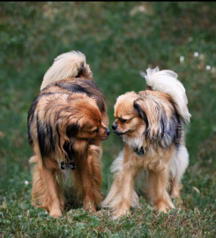 Pawsburgh Photography