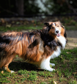 Pawsburgh Photography