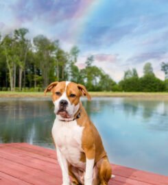 Bark & Gold Photography